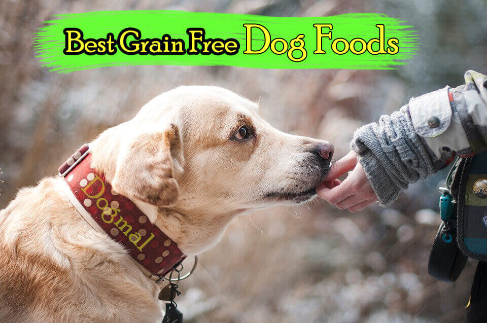 Top 10 Best Grain Free Dog Foods - By Dogmal.com