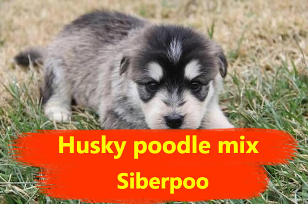 poodle husky mix dog