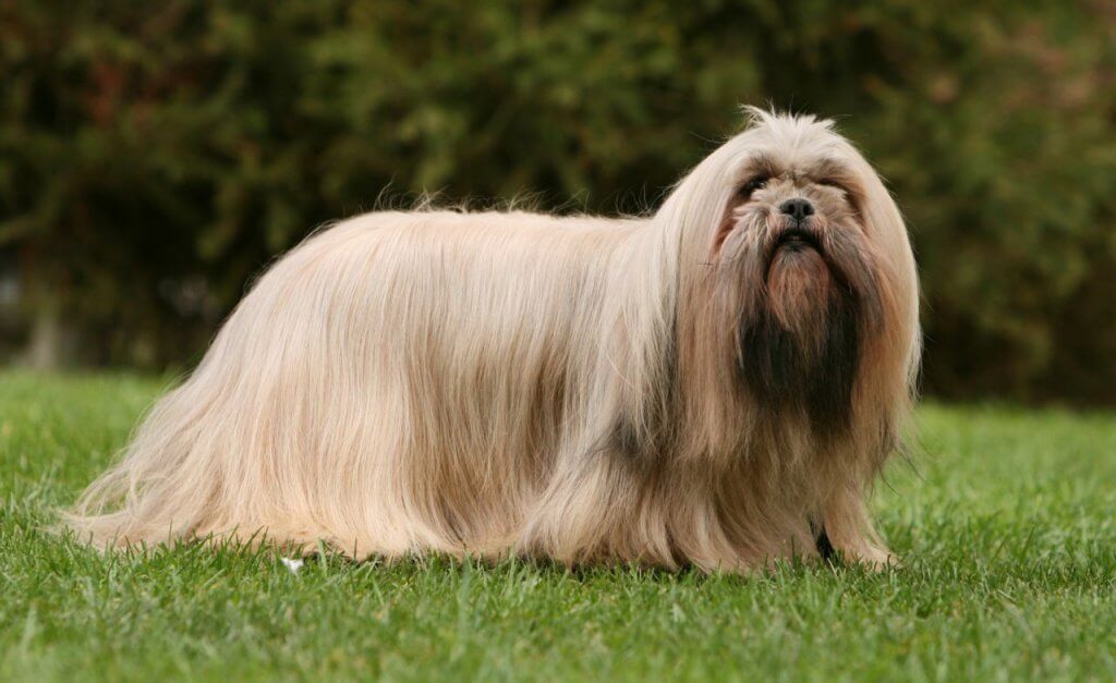 Top 10 Long Haired Dog Breeds In The World 2019 Dogmal Com   Lhasa Apso Long Hair 1024x627 