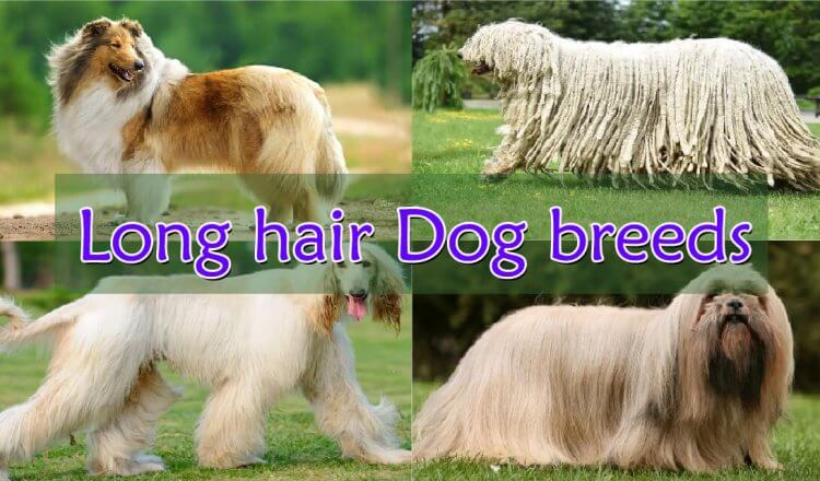 Top 10 Long Haired Dog Breeds In The World 2018