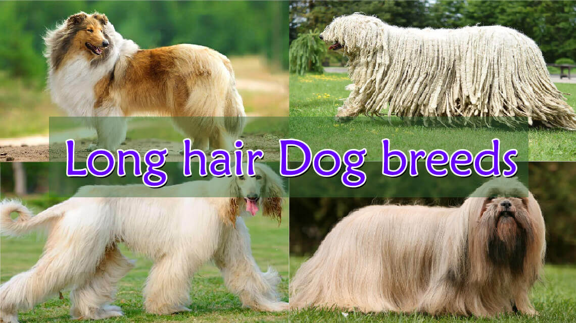 dog breeds with hair