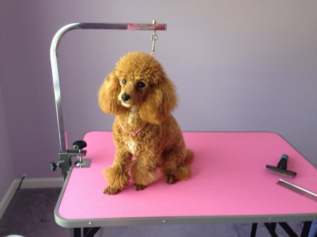 Siberpoo_grooming_table