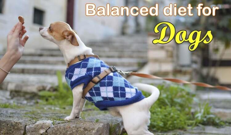 balanced-diet-for-dogs-dog-health-care-tips-by-dogmal