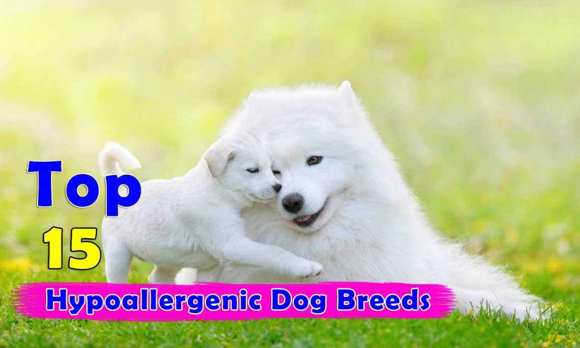 hypoallergenic dog breed hypoallergenic breeds
