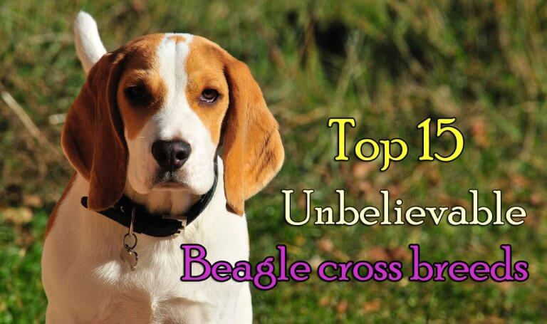 Top 15 Unbelievable Beagle cross breeds - Dogmal.com