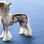 Chinese Crested Dog