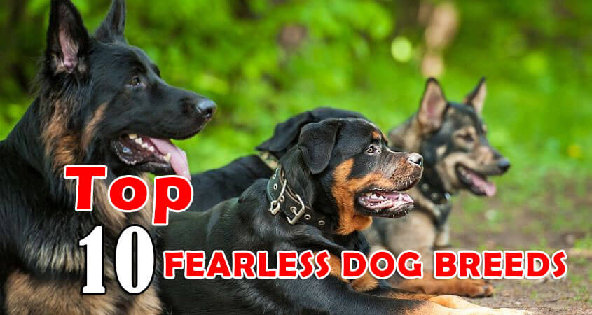 TOP 10 FEARLESS DOG BREEDS IN THE WORLD 