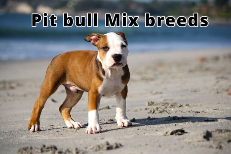 10 Finest Pit bull Mix Breeds You Need To See Right Now