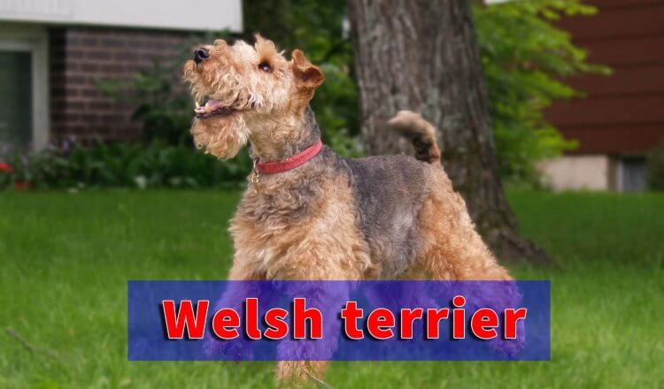 Welsh Terrier Welsh Terrier Personality Temperament And HD Pictures   Welsh Terrier 750x440 