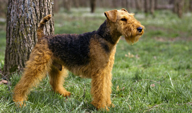 Welsh_terrier_dog