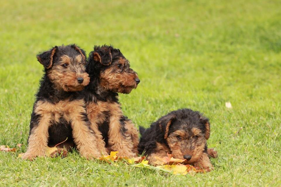 are welsh terriers contagious