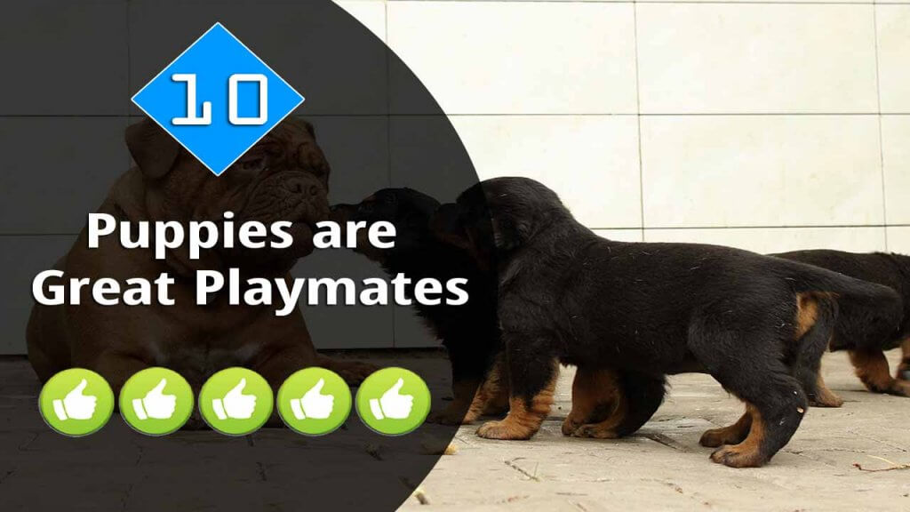 10-Puppies are Great Playmates