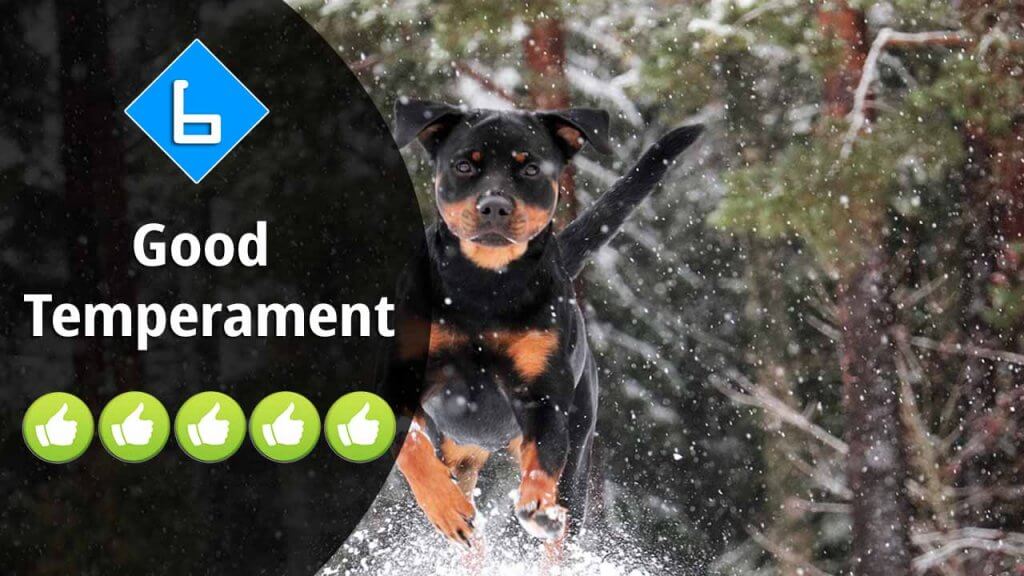 6-Good Temperament