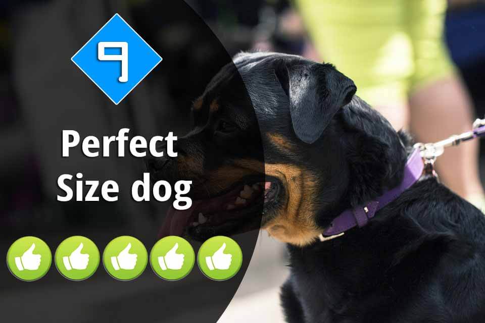 9-Perfect Size dog