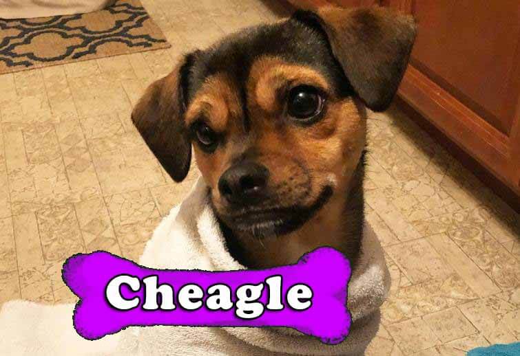 full grown cheagle