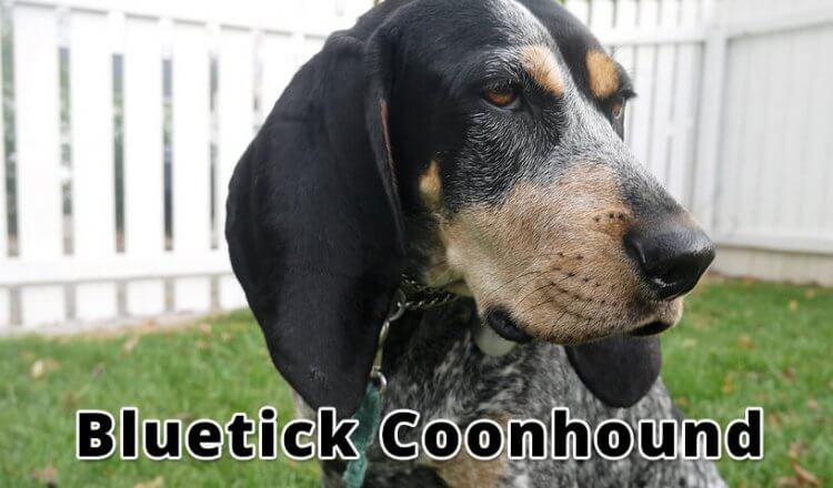 bluetick coonhound figurine