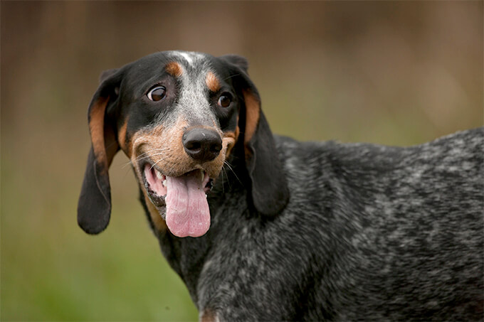 Bluetick Coonhound Bluetick Personality Appearances And Hd Photos,Lychee Fruit Images