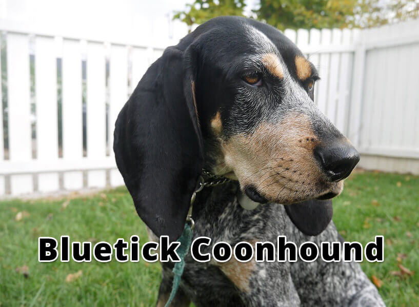 are coonhounds aggressive