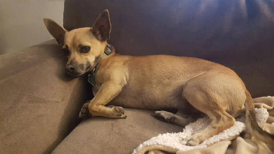 chihuahua doxie mix