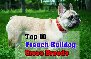 Top 10 French Bulldog Cross Breeds (MIxed dog breeds) - Dogmal