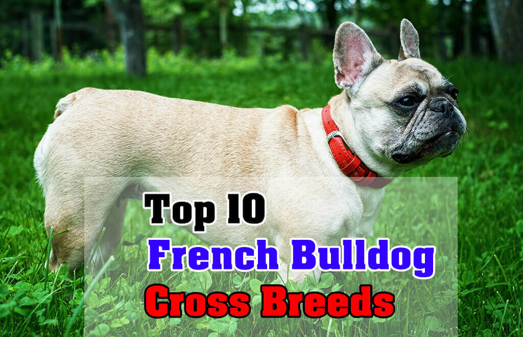 french bulldog cross maltese