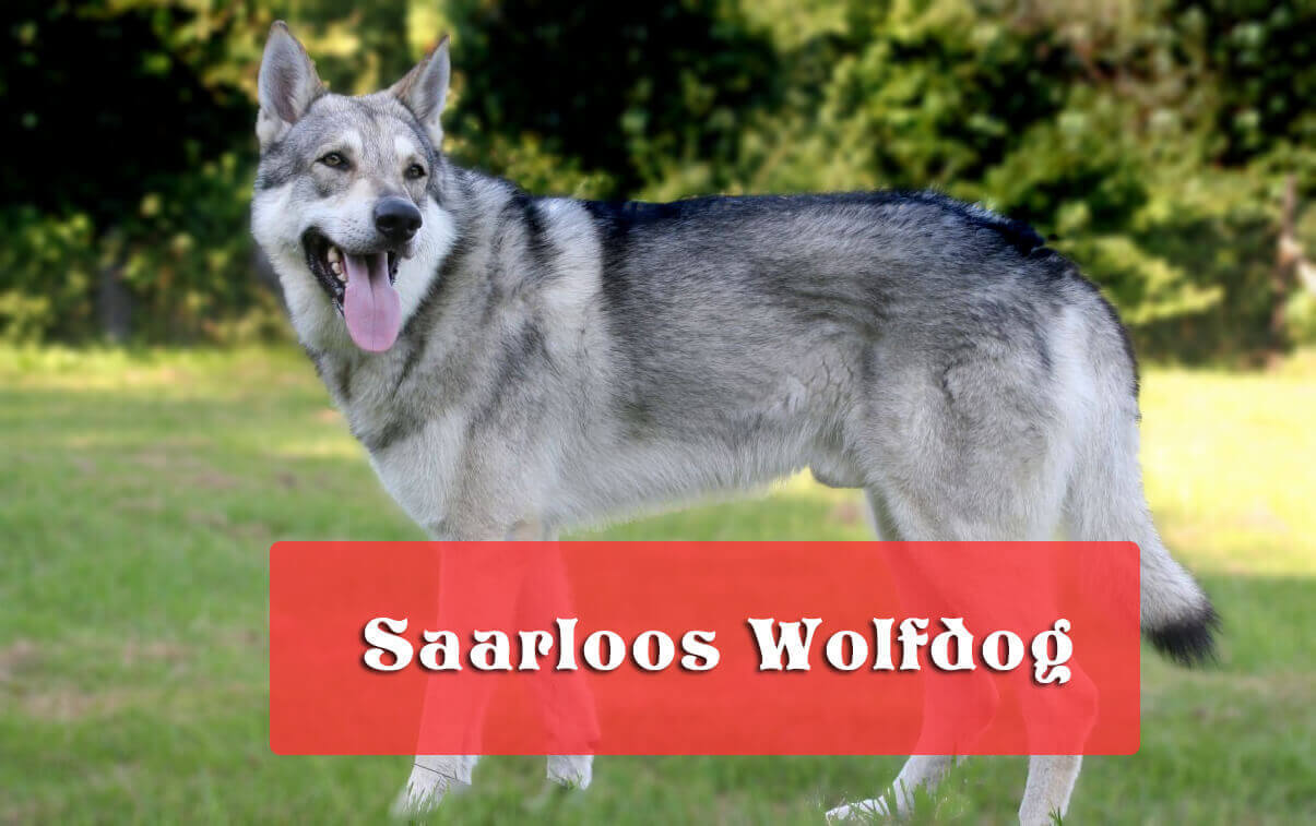 Saarloos Wolfdog Saarloos Wolfhound Appearance And Hd Photos
