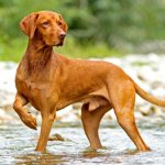 Vizsla