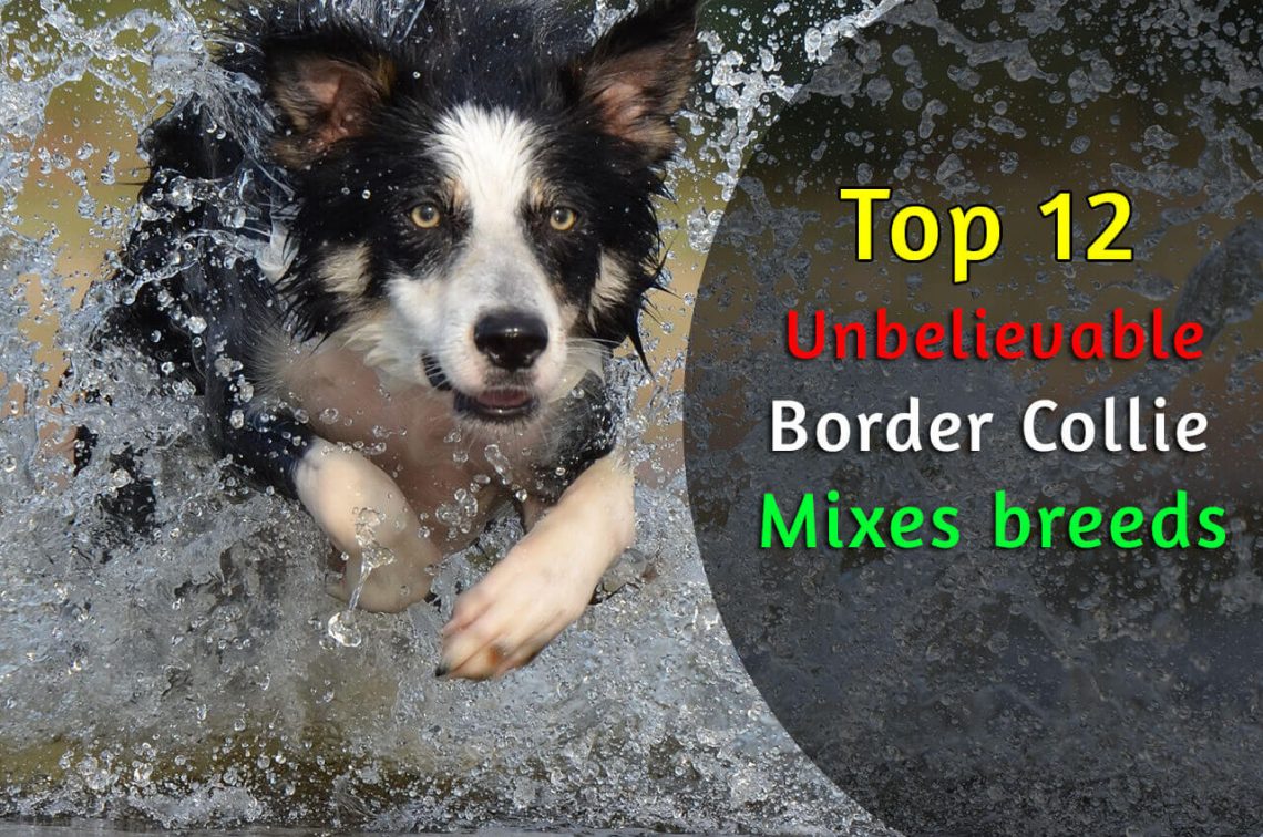 Top 12 Unbelievable Border Collie Mixes Breeds Cross Breeds