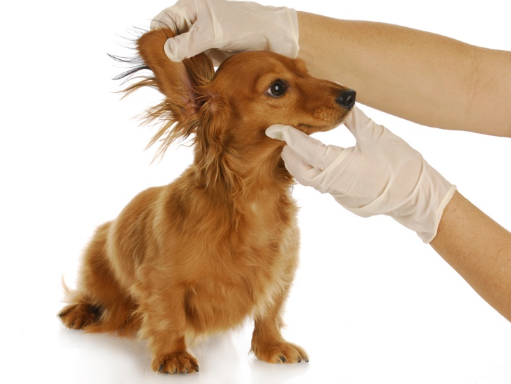 Dog Ear Infection: Causes, Symptoms, and Effective Home Remedies