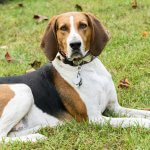 American English Coonhound