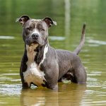 American Staffordshire Terriers