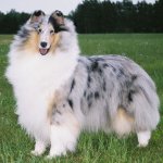 Collie dog reviews