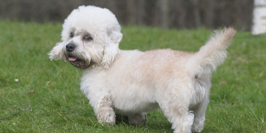 Dandie Dinmont Terrier Dog Reviews - real reviews from real people.