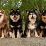 Finnish Lapphund