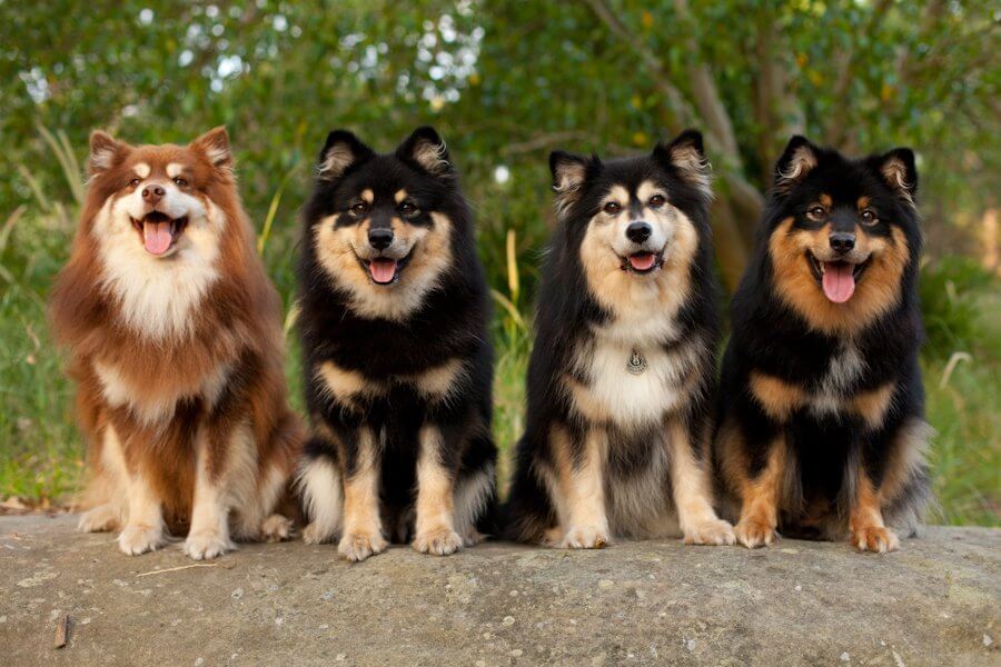 Finnish Lapphund Dog Reviews - real reviews from real people