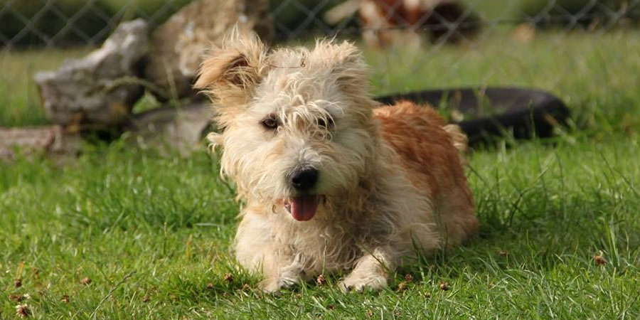 Glen of Imaal Terrier Dog Reviews - real reviews from real people