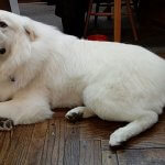 Great Pyrenees