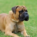 Mastiff dog reviews