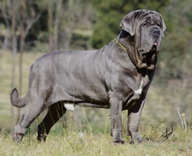 Neapolitan Mastiff Dog Reviews - real reviews from real people