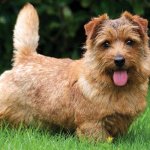 Norfolk Terrier