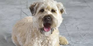 Soft Coated Wheaten Terrier