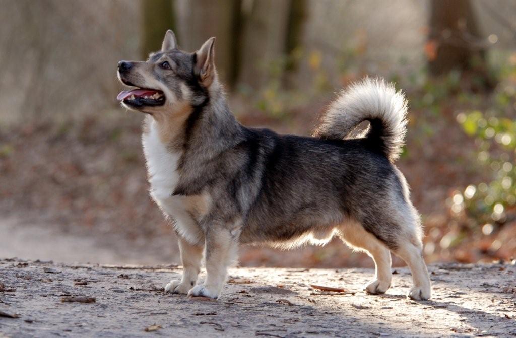 are swedish vallhunds friendly or aggressive with strangers