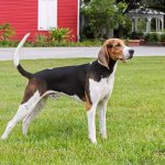 Treeing Walker Coonhound