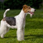 Wire Fox Terrier dog reviews