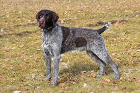 Wirehaired Pointing Griffons