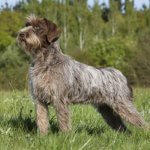 Wirehaired Pointing Griffons