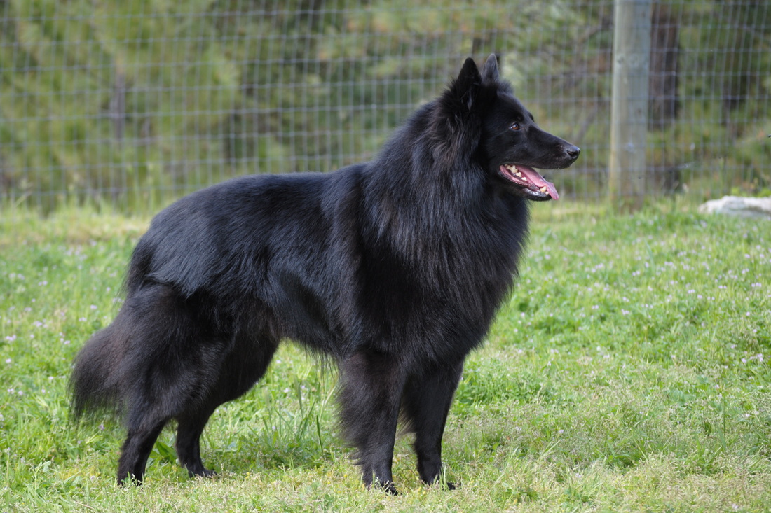 belgian sheepdog