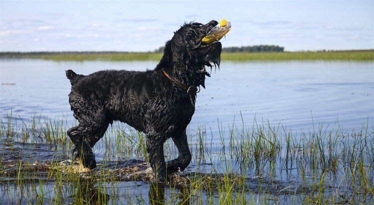 black russian terrier