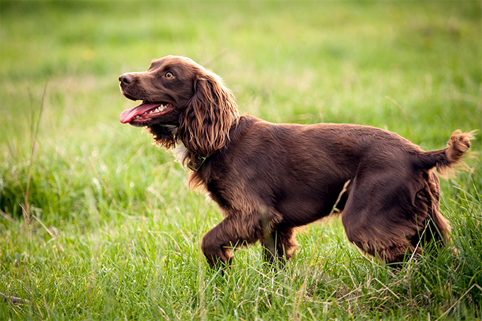 Boykin Spaniel Dog Reviews - real reviews from real people