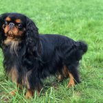 english toy spaniel